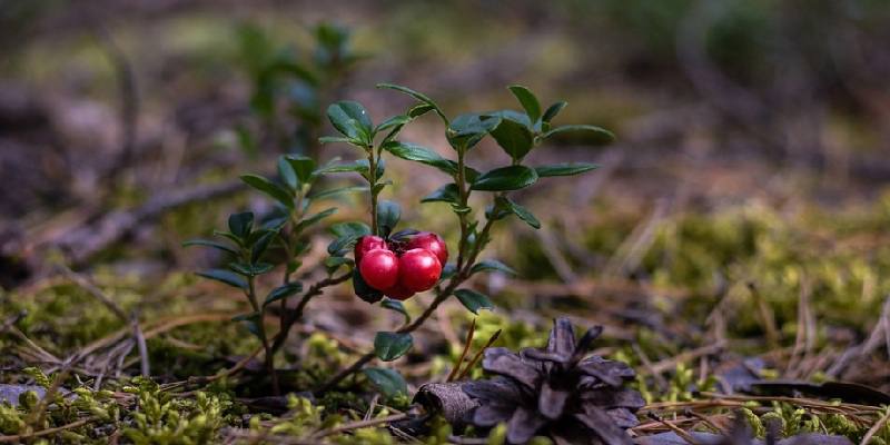 Kuseteede tervisele mõeldud ravimkoostis